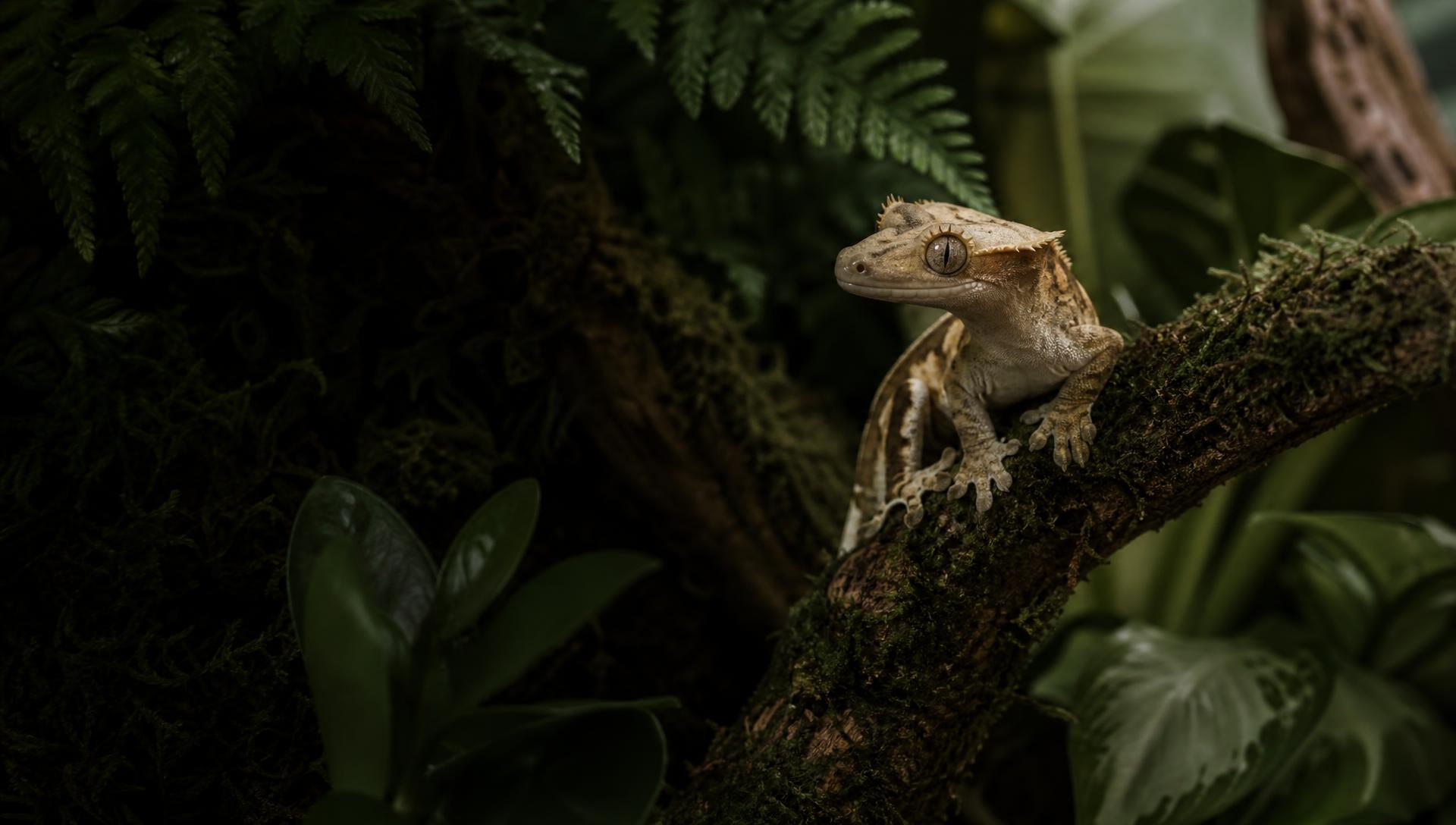 Crested gecko on a mossy branch